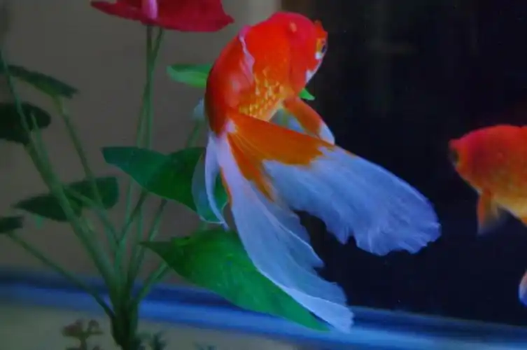 家里的金鱼-漂亮的大尾巴