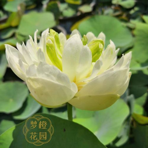 (小碧玉)四季开花微型碗莲纯白阳台庭院盆栽袖珍荷花水培绿植莲藕