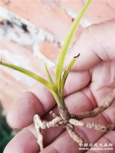 蕙兰下山朱金变形草