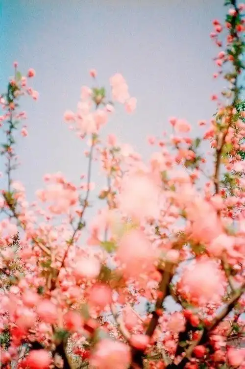 61壁纸 清新 欧美 句子 插画 复古 原宿61 花朵