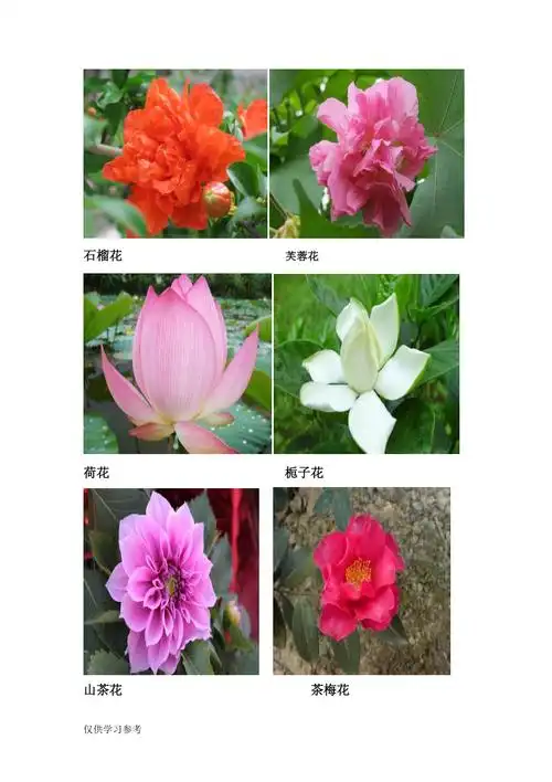 各种花的图片与名称_第1页