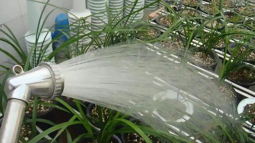 给兰花浇水有2个小秘密学到了兰花越养越旺