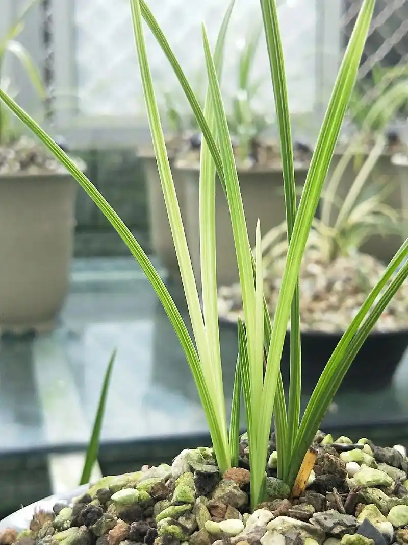 先明新精品黄心草,性状稳定,色佳艺好,易开色花! - 抖音