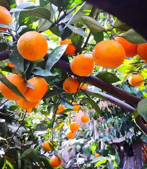 硕果累累!摘橘子啦!