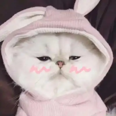 看一眼就会爱上的超治愈可爱猫咪头像 全网最火最新的萌宠头像集_动物