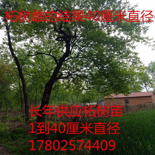 柘木苗 柘树 柘树苗 现挖现发 枝条带刺心材黄色木质超硬入水即沉