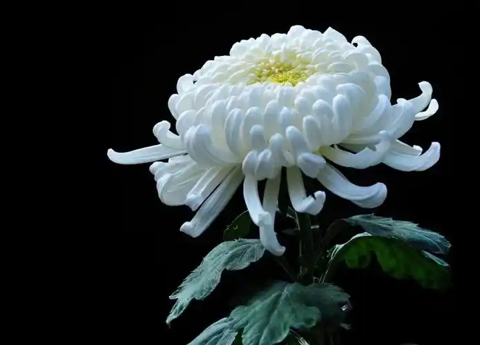 一朵白菊花献给尊敬的王元和老人!