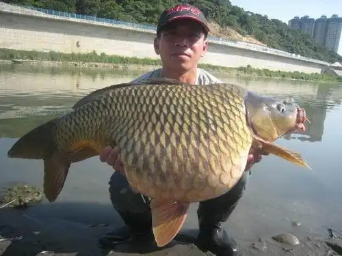 野钓搞到一颗球荷包鲤鱼像个孕妇前所未见