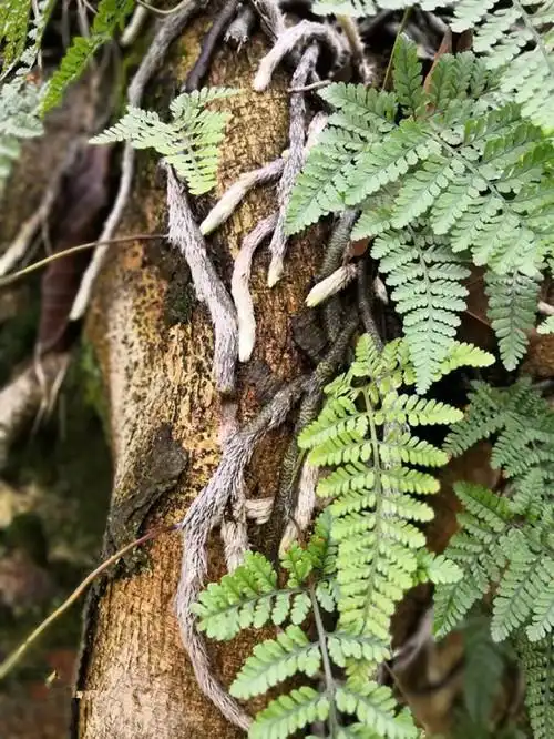 可以代替骨碎补用的白毛蛇你认识吗?你知道它有什么秘密吗?