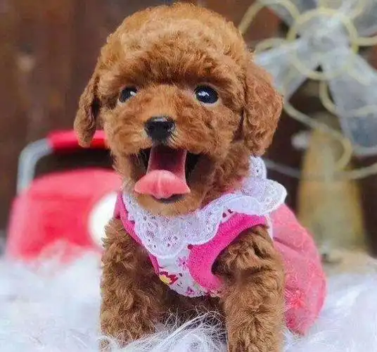 生手怎样选购到安康美丽的泰迪幼犬