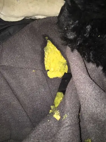 比熊吐黄水怎么办啊,昨天早上就开始呕吐,昨天吐白色泡沫,今天吐下面