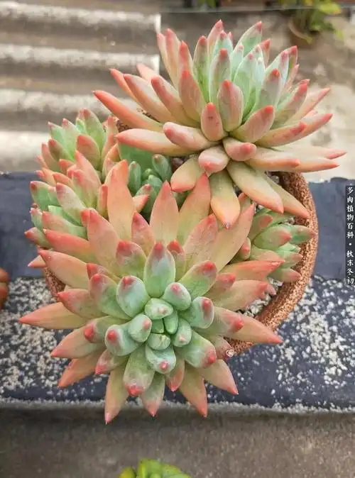 暗黑童话多肉之小红帽(毁三观童话故事小红帽)