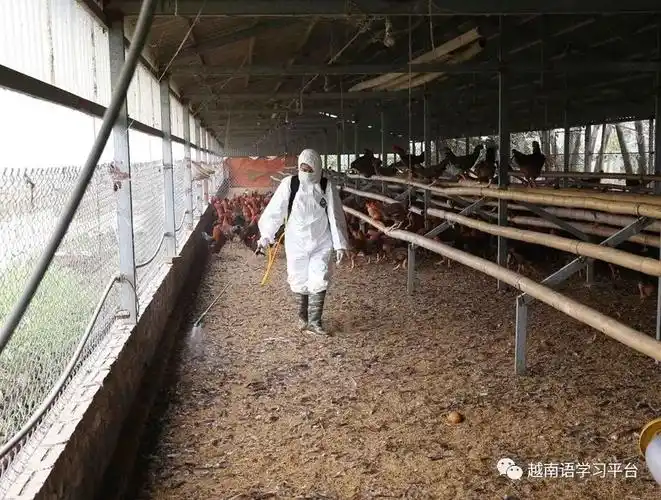 越南海阳省主动采取禽流感防控措施(图文)