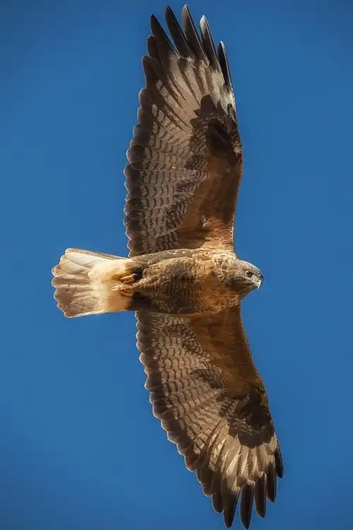 老鹰飞行,翅膀,蓝天