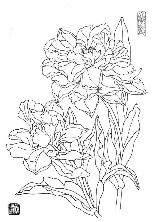 素材 | 一组郁金香花卉白描图