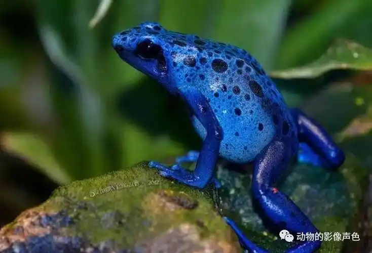 千万不要碰这种蓝色的蛙,它们的身上有致命的剧毒