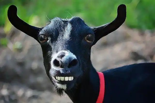 动物们可爱搞笑表情