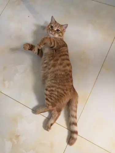 这是一只蓝猫和橘猫的串串