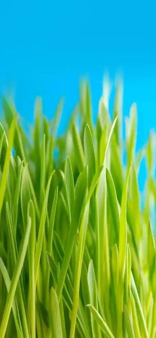 绿色养眼高清壁纸