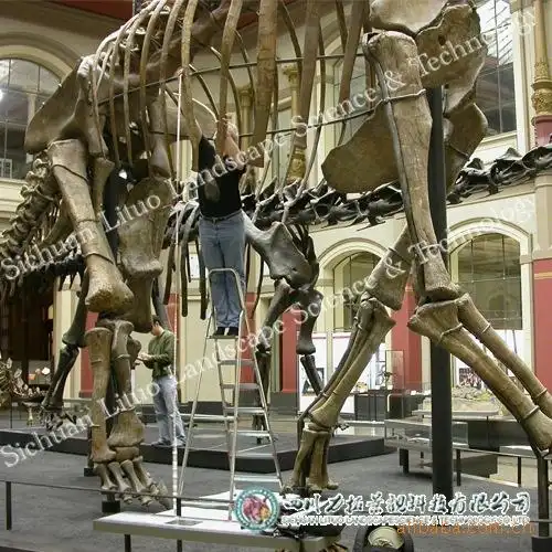 博物馆腕龙化石