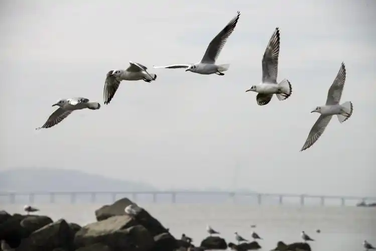 美篇深圳湾公园位于深圳市西南部沿海,东起福田红树林鸟类自然保护区