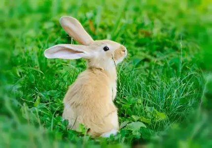 小兔子在草地上图片