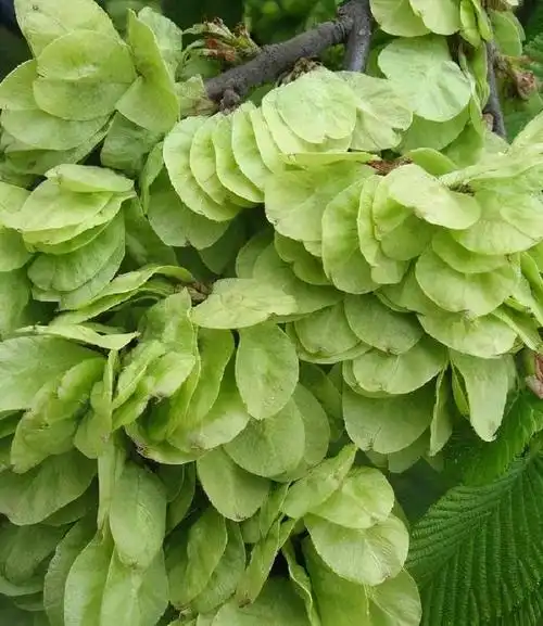 榆树市的名字怎么来的?这种果实,救了很多人的命