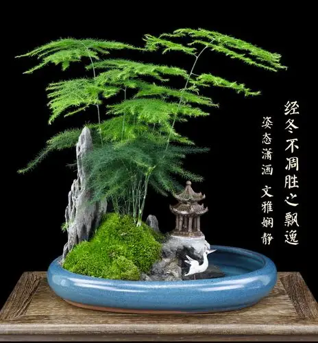 文竹山水造型盆景室内绿植禅意盆栽净化空气观赏花卉盆景四季常青