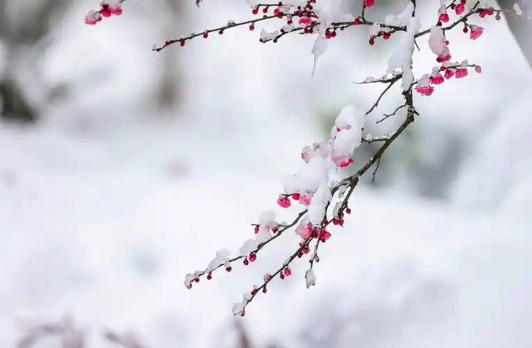 玉屏:雪中傲梅绽放_湿地_公园_梅花
