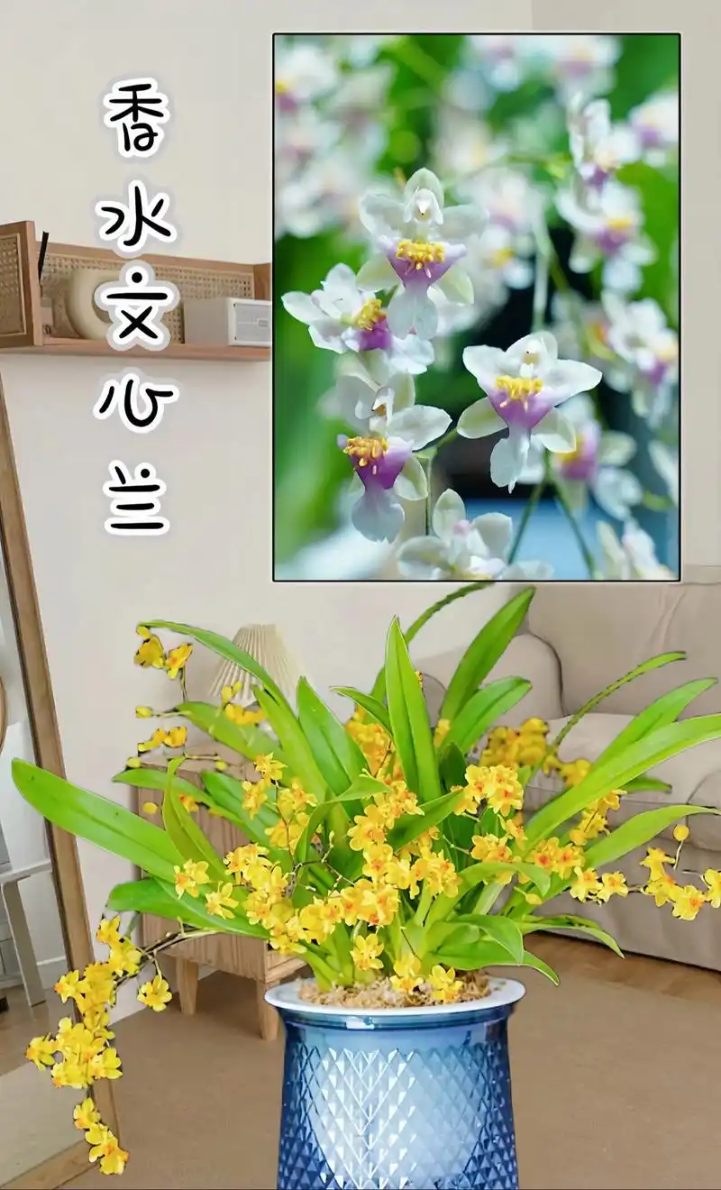 香水文心兰～花香迷人～香水文心兰花朵可爱,犹如飞翔的蝴蝶,近 - 抖