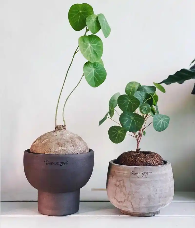 金不换植物(金不换植物图片 中草药)