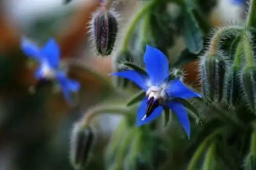 花事画语——琉璃苣