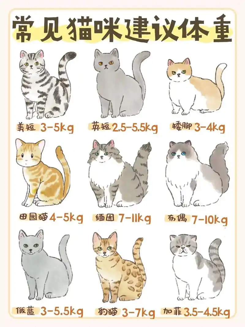 常见猫咪建议体重09别让肥胖影响猫咪健康.