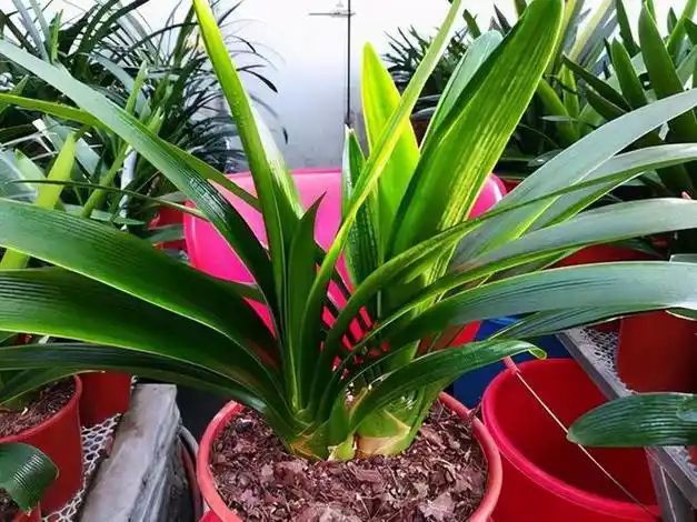 判断君子兰好坏的标准这4个方面都要比你学会了吗