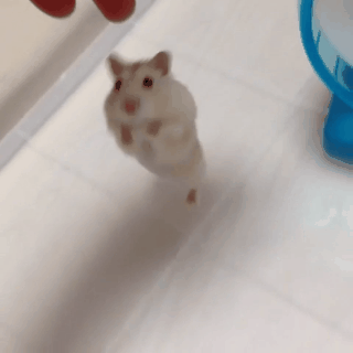 仓鼠萌化了可爱走路gif动图_动态图_表情包下载_soogif