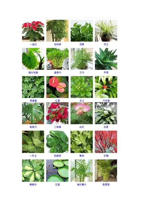观叶植物及图片与种类