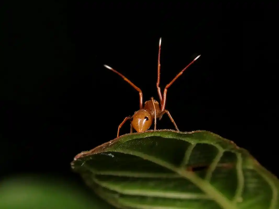 举起双手来-大头蚁蟹蛛. - 抖音