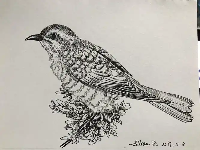 103动物速写总结帖