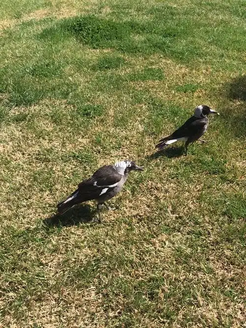 认真觅食的小喜鹊最可爱