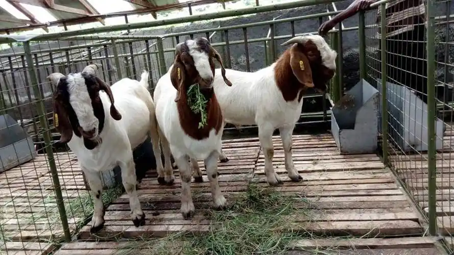 南非活着的健康波尔山羊和活着的羊供应商