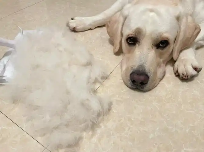 拉布拉多毛短好打理不掉毛