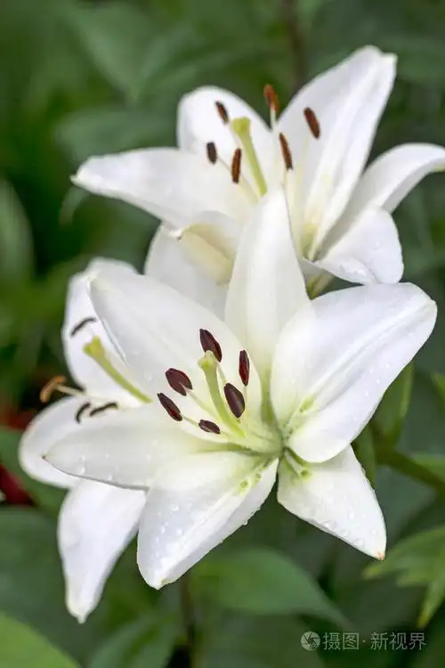 雄蕊和雌蕊白色百合