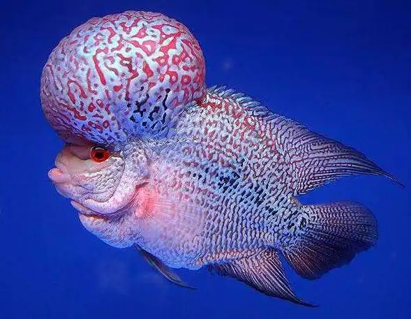 罗汉鱼的品种都有哪些?罗汉鱼品种及图片