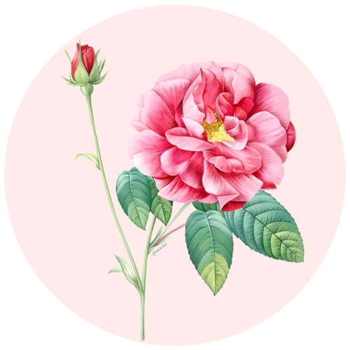 手绘花卉 艺术画 博物杂志复古风