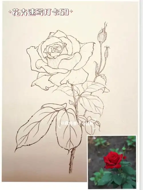 针管笔01号和005号普通素描本#我的绘画成长史  #花卉手绘  #花卉写生