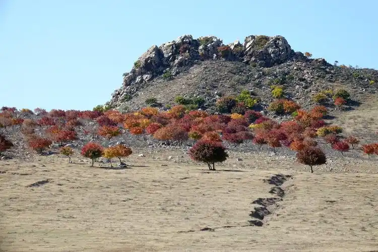 枫叶小山包 ,【原创】