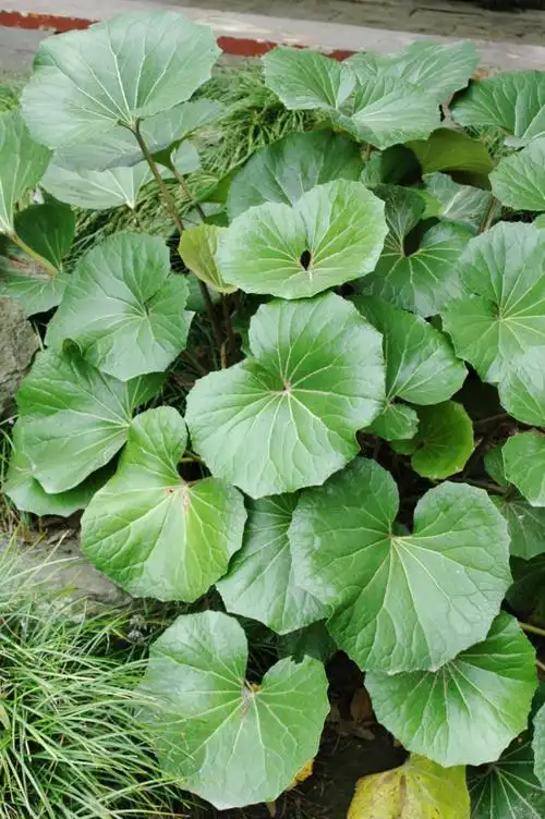 皮实的大吴风草怎么养小叶子有花招