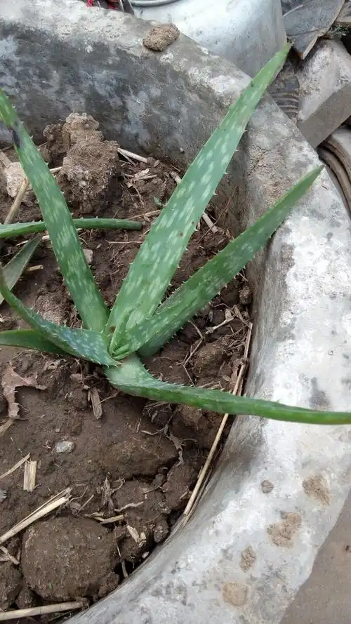 看一下这种芦荟有毒吗?