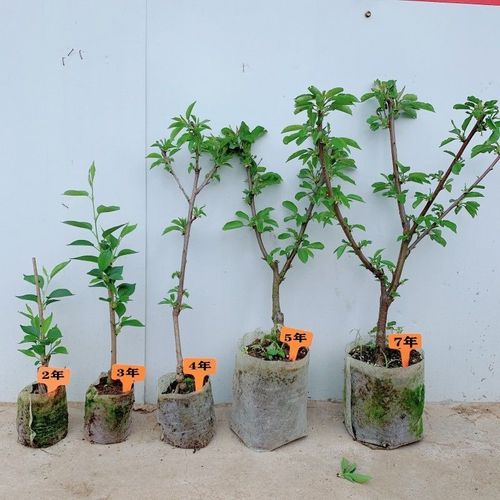 车厘子树苗原盆土带叶嫁接大樱桃南北方庭院地栽阳台盆栽果树