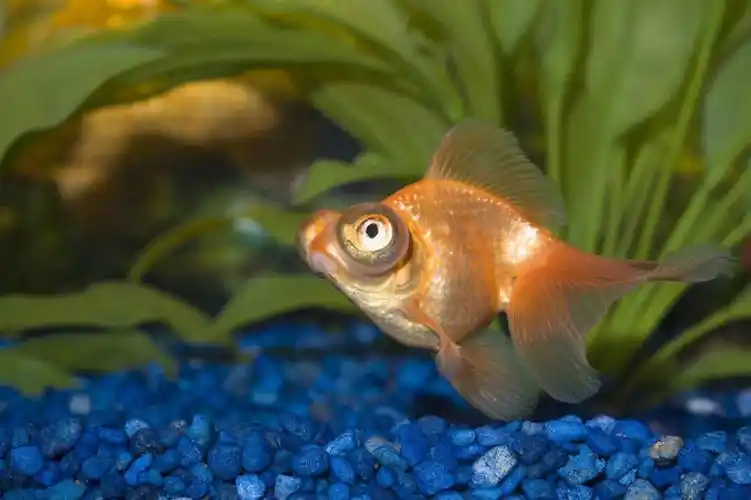 无人,横图,特写,水下,水,鲤鱼,圆形,金鱼,鱼,鱼缸,水产,鱼类,自然